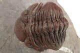 Red Morocops Trilobite - Hmar Laghdad, Morocco #329731-2